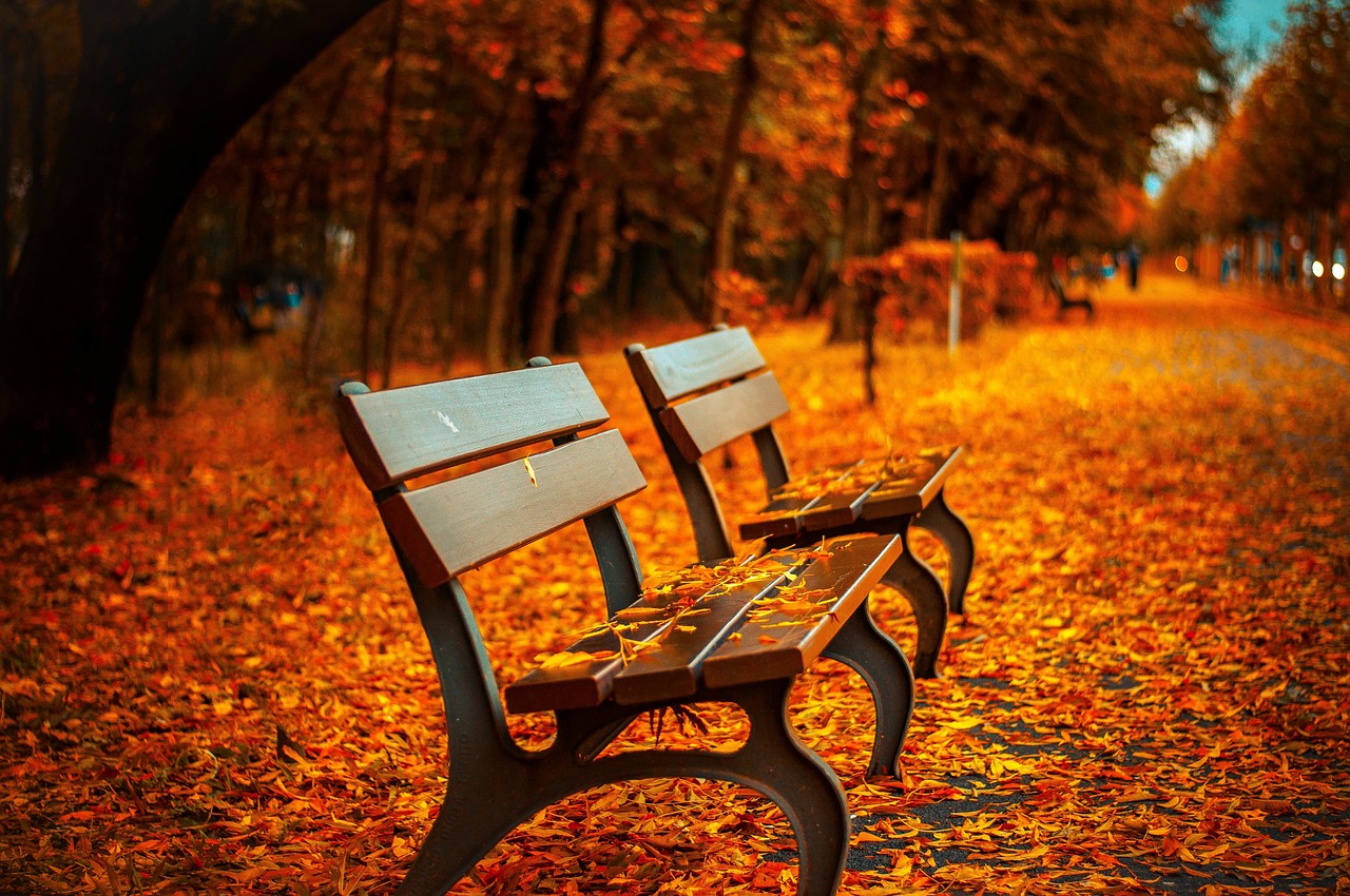 Two benches surronded by leaves in a park